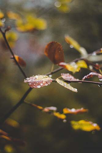 plant selective focus photography of brown leafed plant with water dew spokane